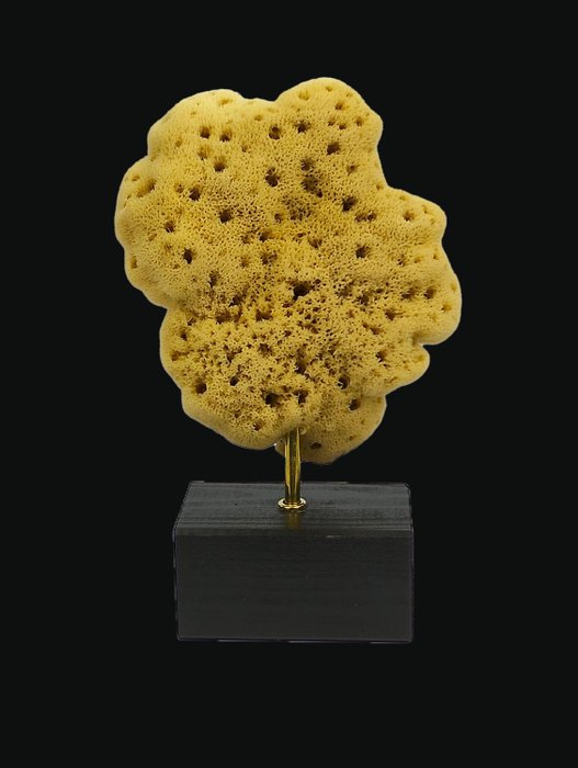 Sea sponge natural for sale  