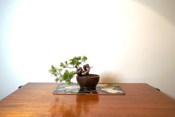 Juniper bonsai height for sale  