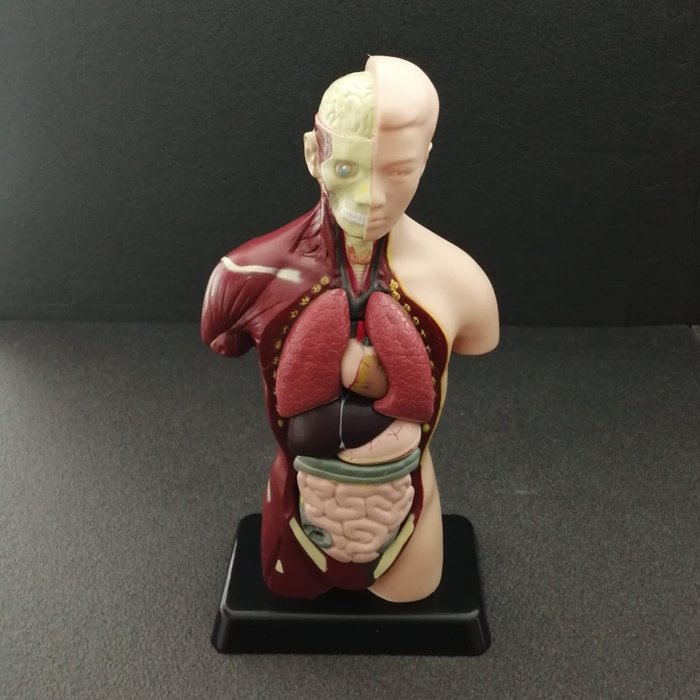 Anatomical model plastic for sale  