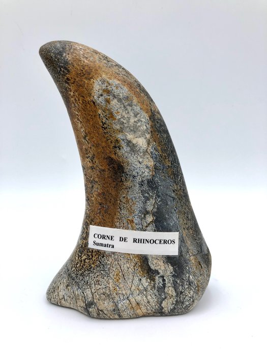 Sumatran rhinoceros horn for sale  