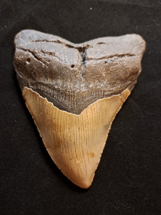 Megalodon fossil tooth for sale  