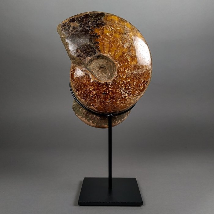 Beautiful ammonites fossilised d'occasion  