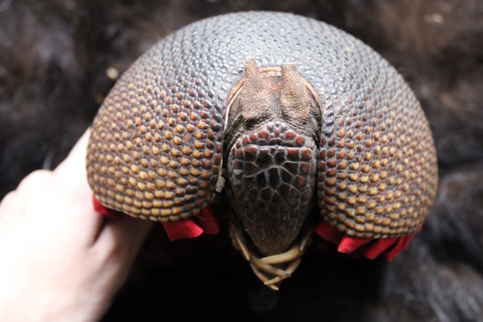 Seven banded armadillo for sale  