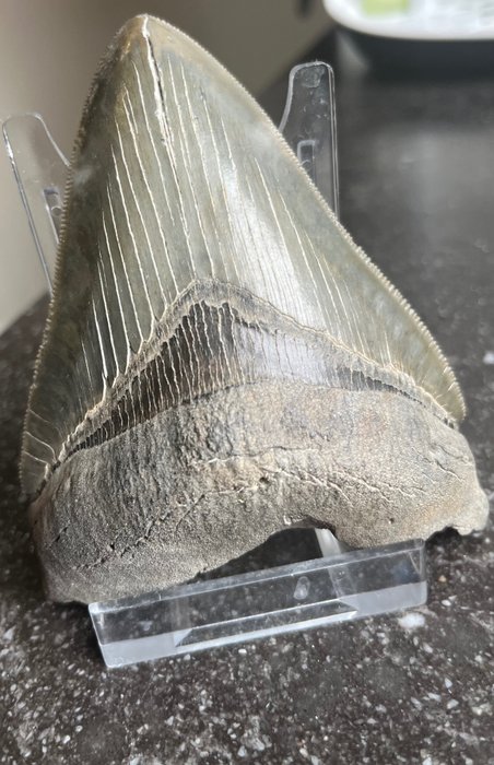 Megalodon fossil teeth for sale  
