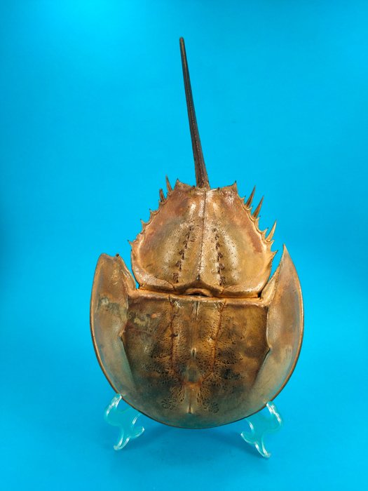 Horseshoe crab carapace usato  