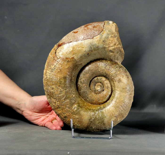 Finest ammonite elegant for sale  