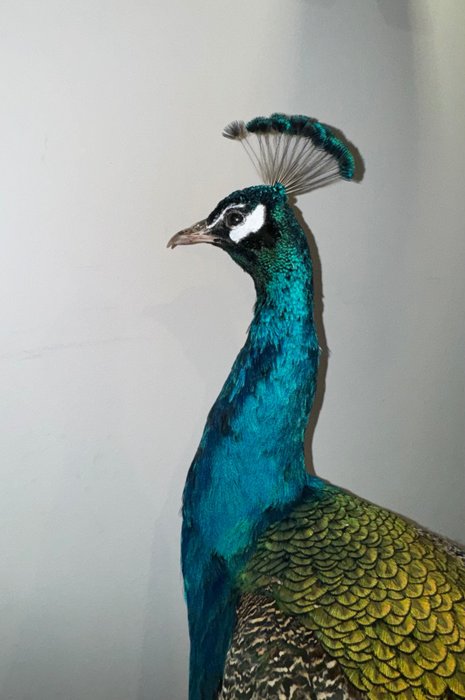 Indian blue peacock for sale  