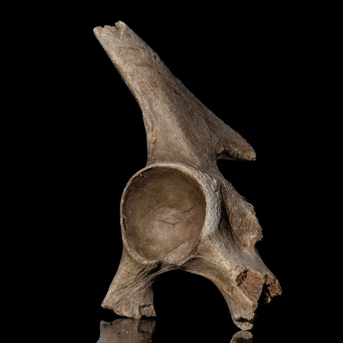 Imposing pelvic bone usato  