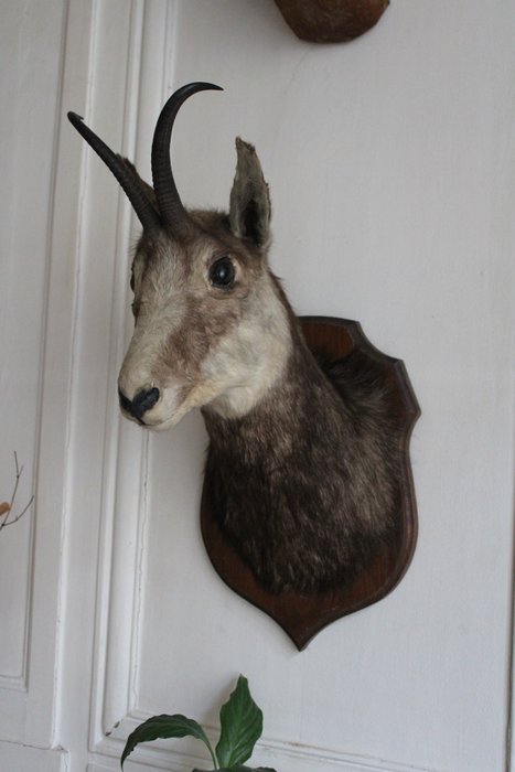 Chamois taxidermy wall for sale  