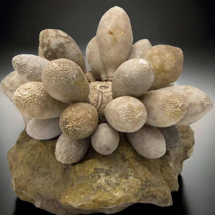 Sea urchin fossilised for sale  