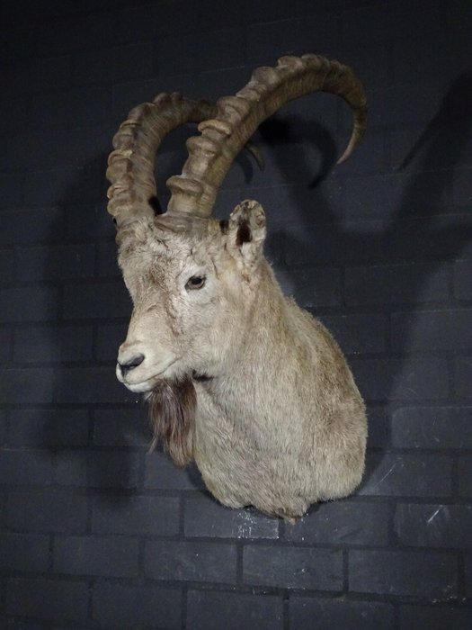 Fine alpine ibex for sale  