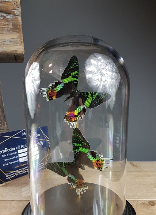 Real moths dome for sale  
