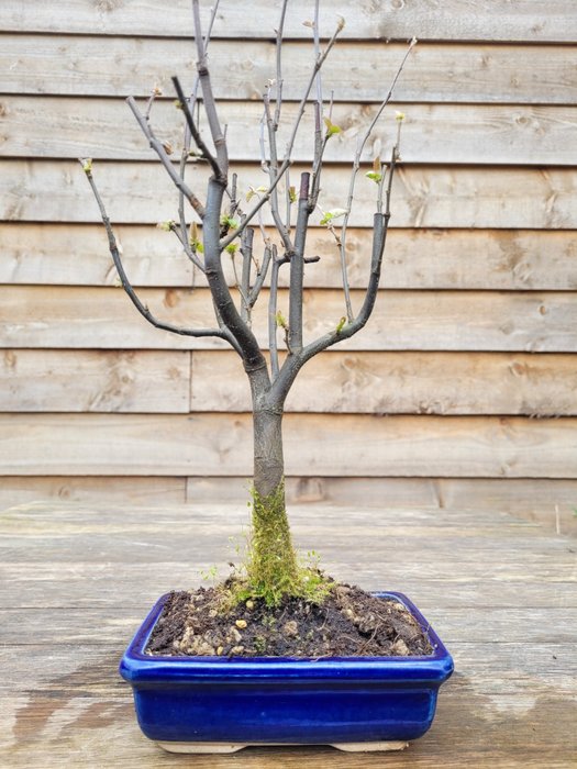 Quince bonsai height usato  