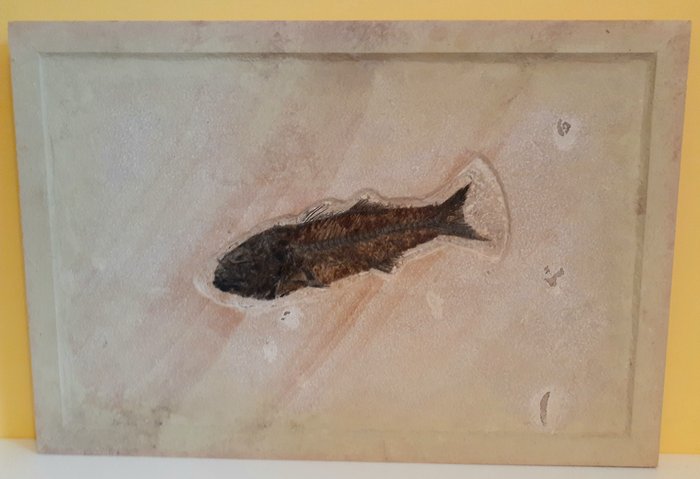 Fish fossilised articulated for sale  