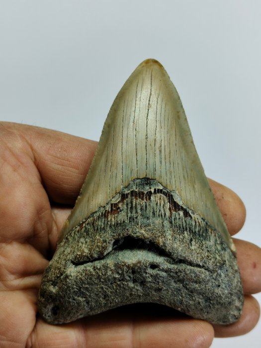 Shark fossil tooth for sale  