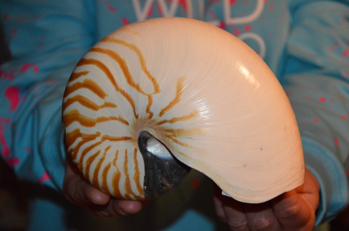 Nautiloid sea shell for sale  