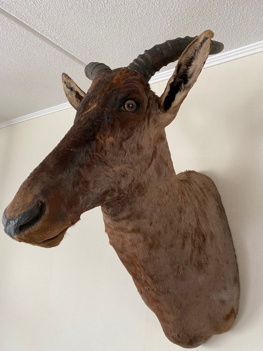 Common tsessebe taxidermy for sale  