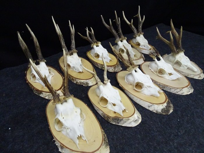 Collection antique roebuck for sale  