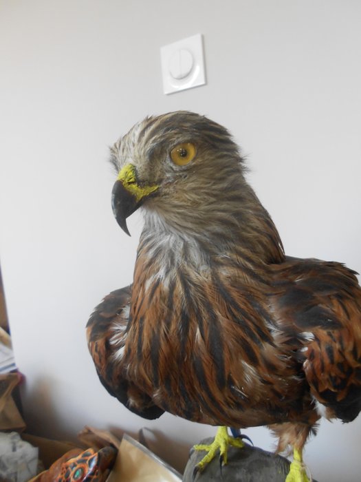 Eagle taxidermy full for sale  