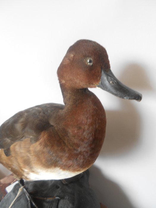 Ferruginous duck taxidermy for sale  