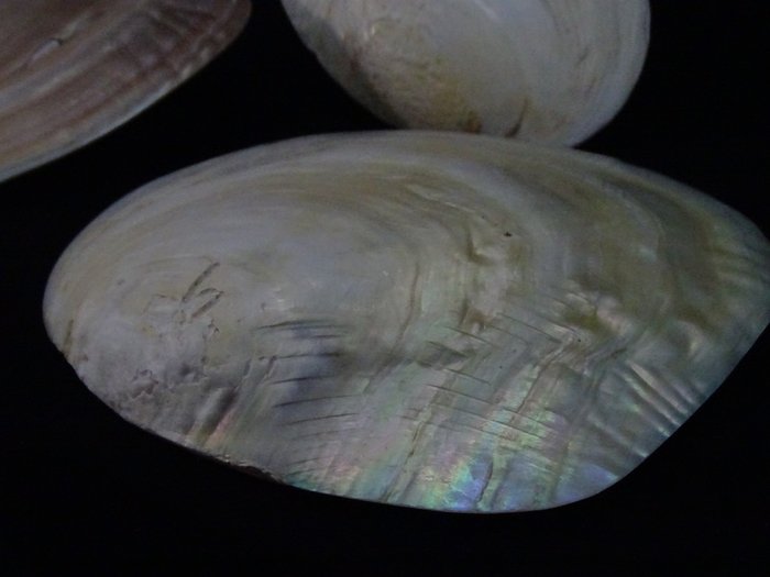 Pearly mussel shells for sale  