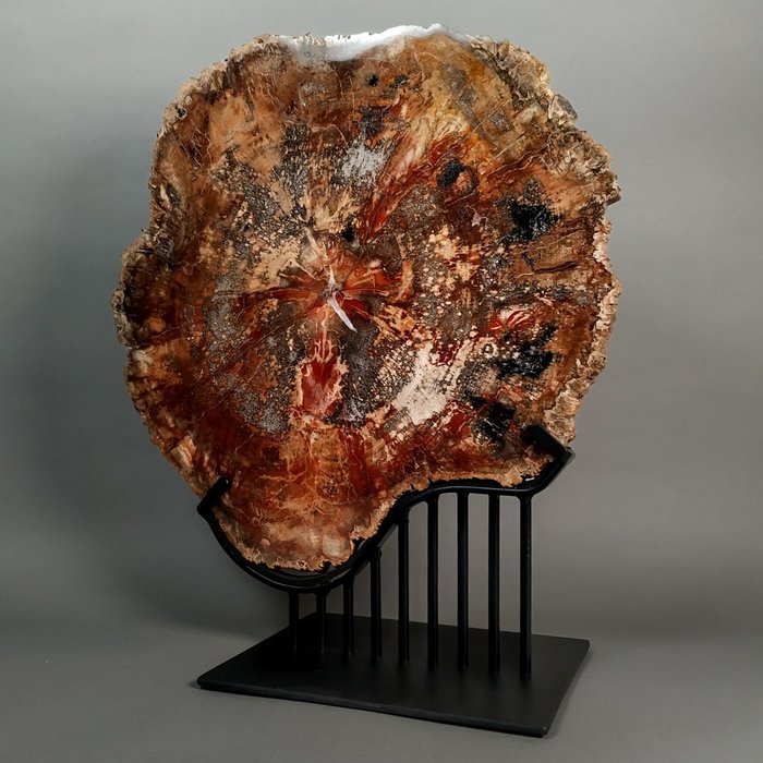 Superb fossil wood for sale  