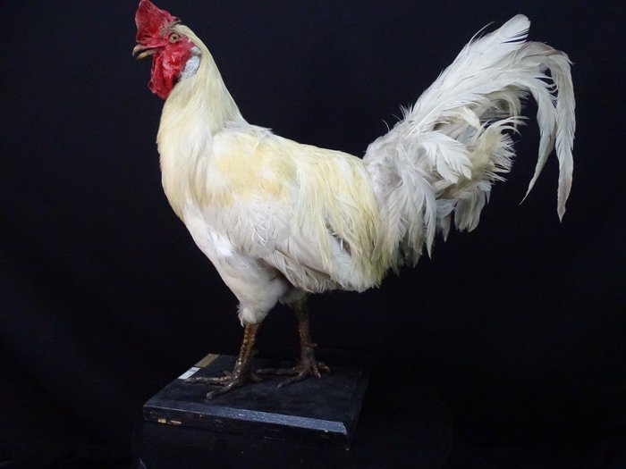 Rhode island cock for sale  