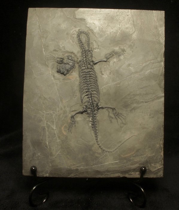 Marine reptile fossilised for sale  