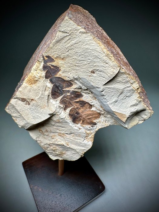 Rare uncommon fossil for sale  