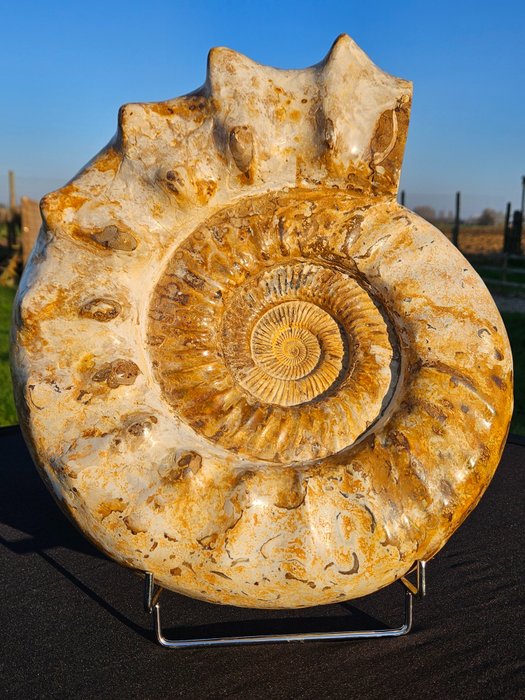 Ammonite fossil carapace for sale  