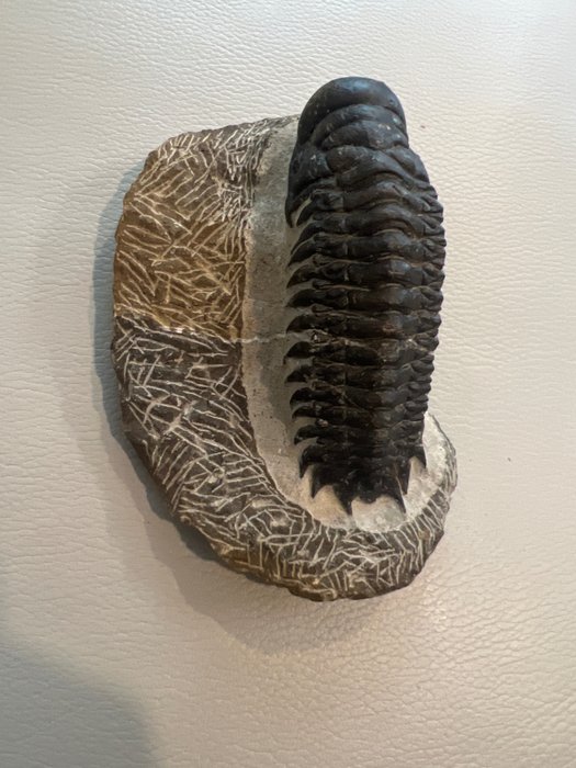 Trilobite fossilised animal for sale  
