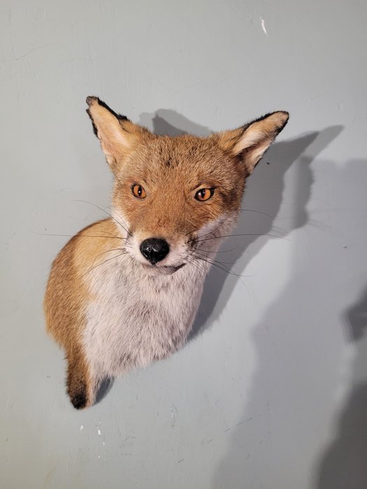 Fox taxidermy shoulder for sale  