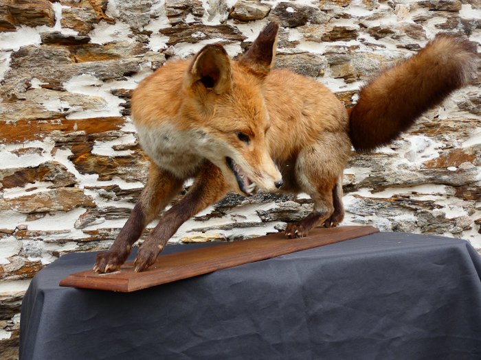 Red fox taxidermy for sale  