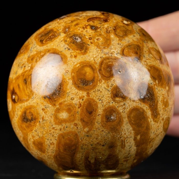 Sphere fossil coral for sale  