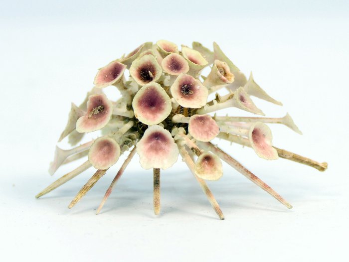 Unusual sea urchin for sale  