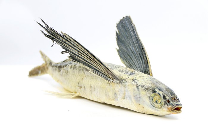 Flying fish taxidermy for sale  