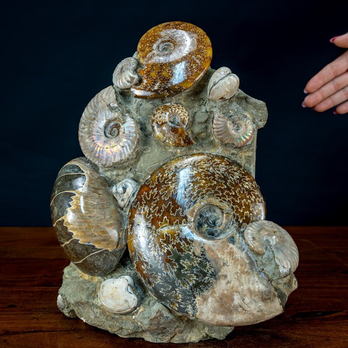 Ammonites cretaceous period for sale  