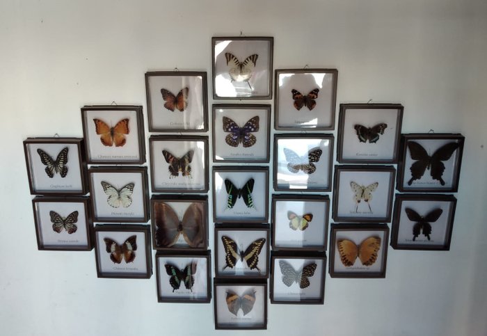 Butterfly taxidermy wall usato  
