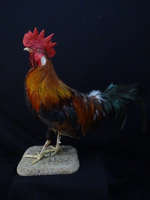 Rhode island cock for sale  