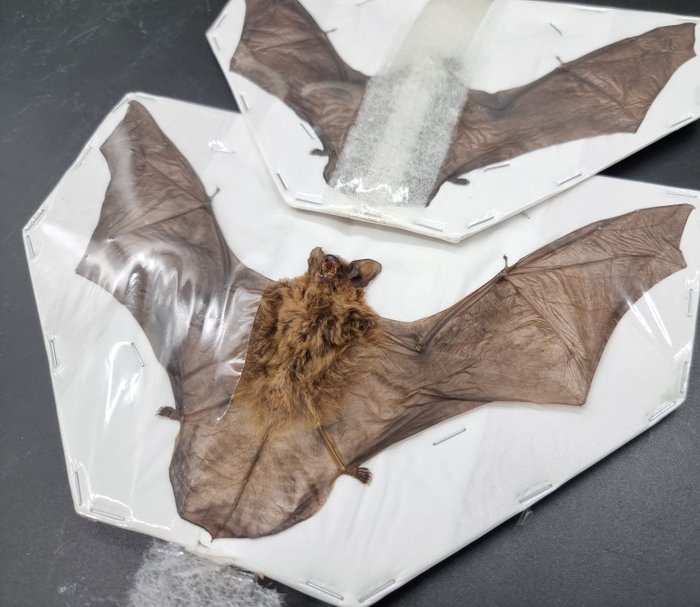Bats spread wings d'occasion  