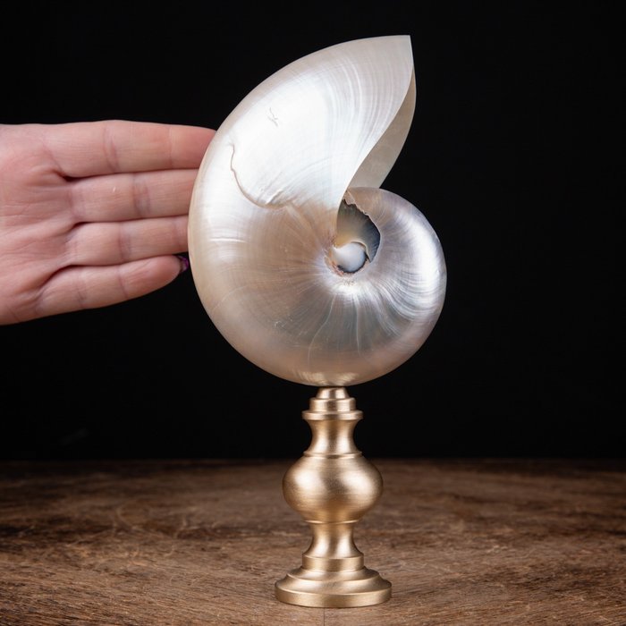 Mother pearl nautilus d'occasion  