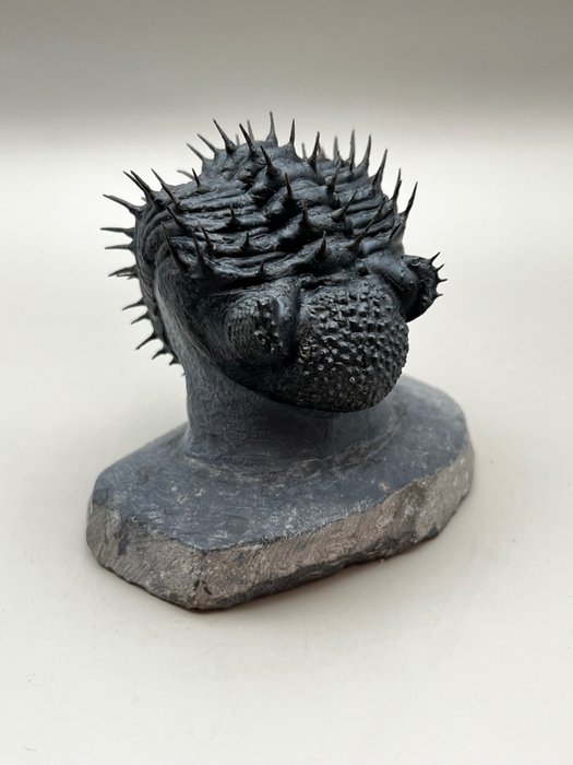 Spiny trilobite fossil for sale  