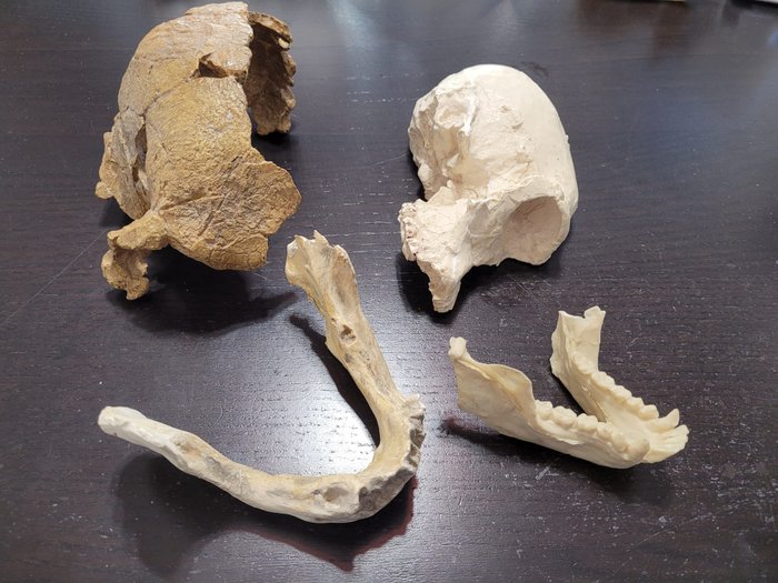 Skulls jaws hominids for sale  