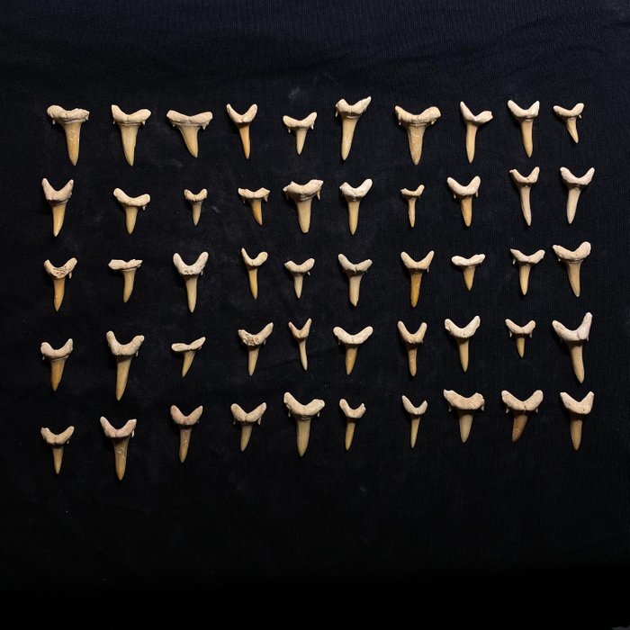 Shark fossil teeth for sale  