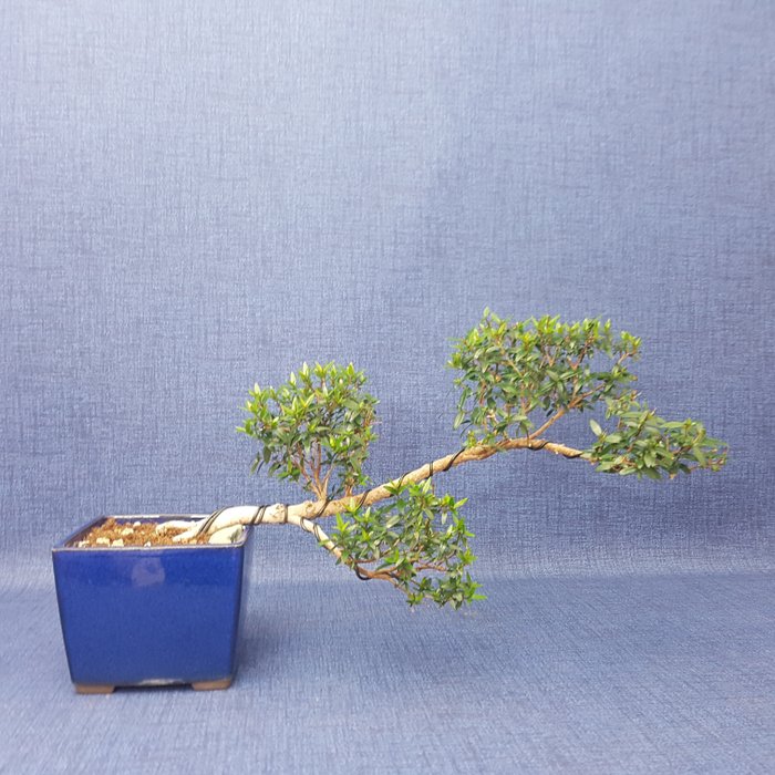Myrtle bonsai height usato  
