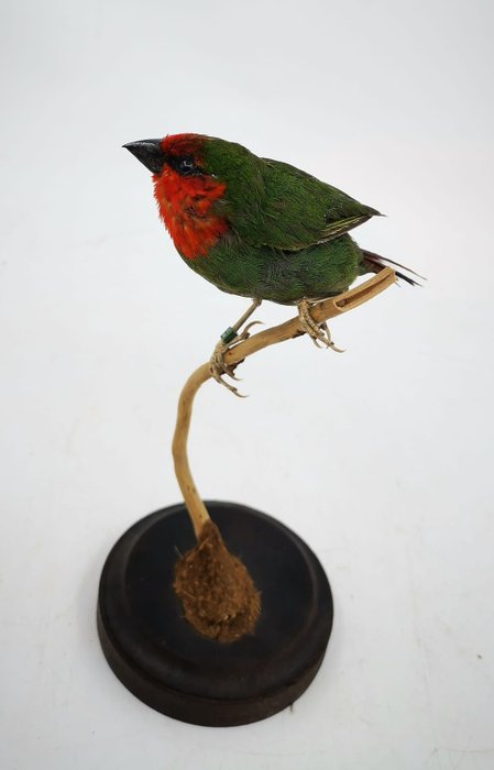 Red headed parrot for sale  