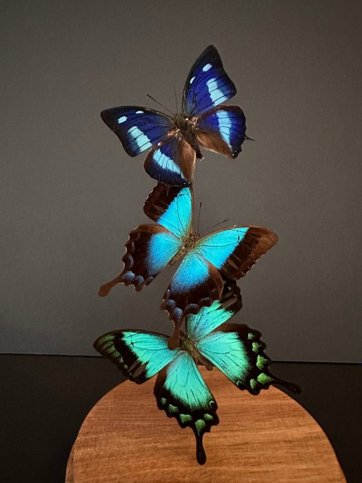 Butterfly taxidermy full for sale  