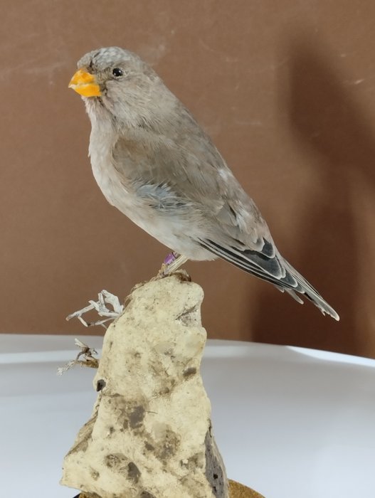Trumpeter finch taxidermy for sale  