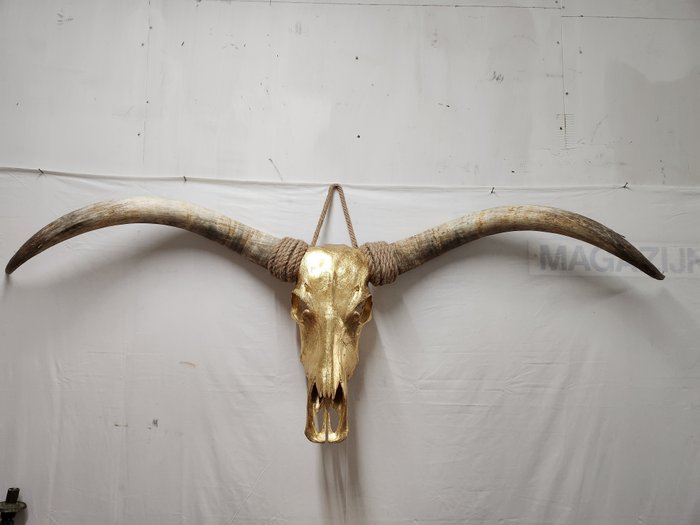 Longhorn cattle skull for sale  