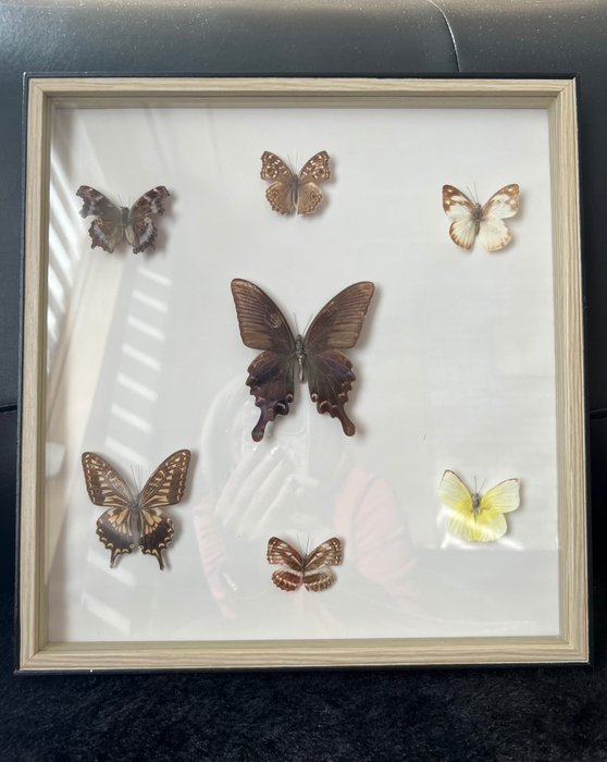 Butterfly taxidermy wall for sale  